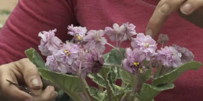 Hoe de zorg voor viooltjes bloeitijd