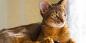 Abessijnse kat: karakter, detentievoorwaarden en niet alleen