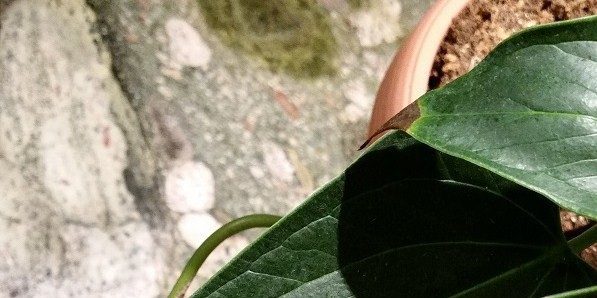 Hoe te behandelen anthurium, indien de uiteinden van de bladeren donkerder en droog
