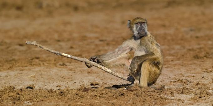 De meest belachelijke foto's van dieren - een aap met een stok