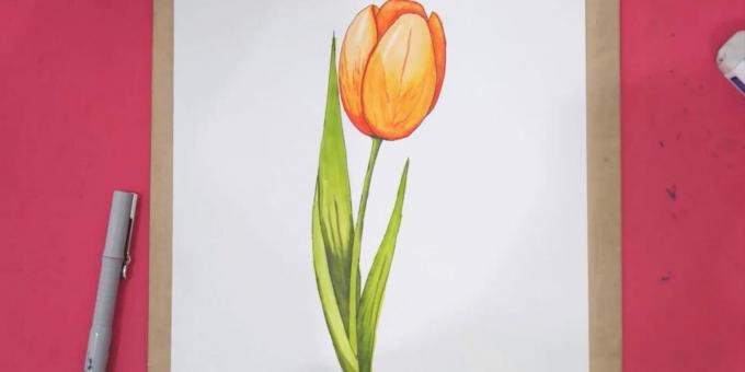 Hoe een realistische tulp te tekenen