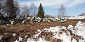Persoonlijke ervaring: ik begonnen met de productie van honing productie in het dorp