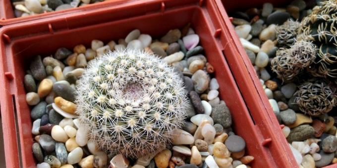 Hoe om te zorgen voor cactussen: Pot voor cactus