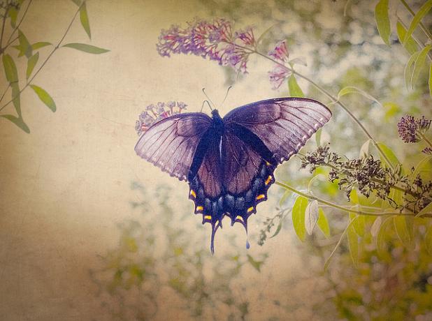 Hoe mooi is om een ​​vlinder te fotograferen