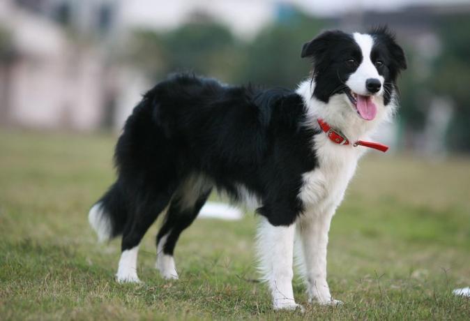 Top 10 meest intelligente hondenrassen: Border Collie
