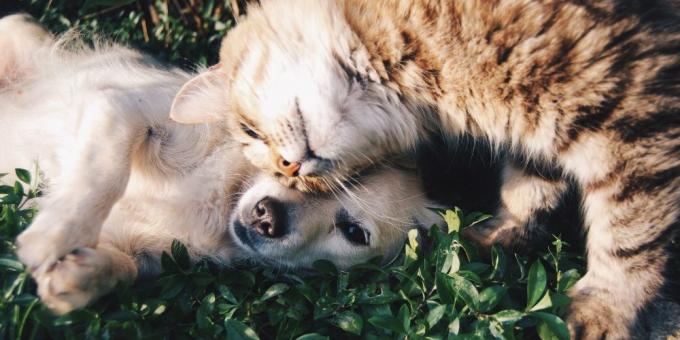 Hoeveel katten leven: Doe uw kat te zwerven niet toestaan