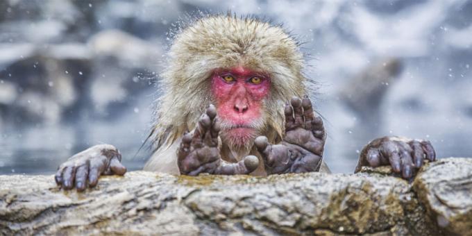 De meest belachelijke foto's van de dieren - aap