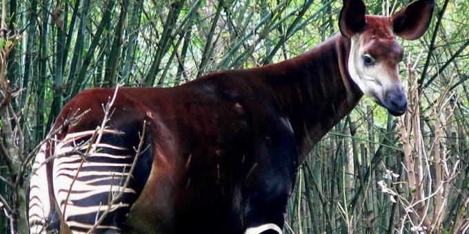 Okapi in Disney's Animal Kingdom