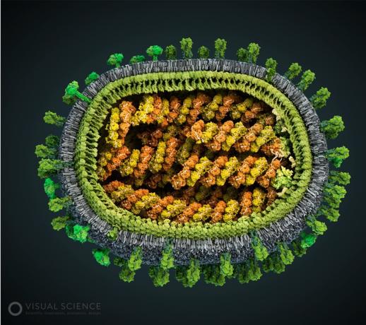 Model van het griepvirus