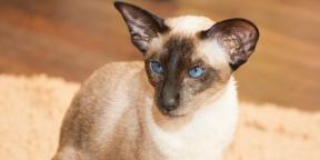 Siamese kat: rasbeschrijving, karakter en verzorging