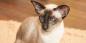 Siamese kat: rasbeschrijving, karakter en verzorging