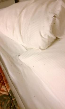 insecten in hotelkamer