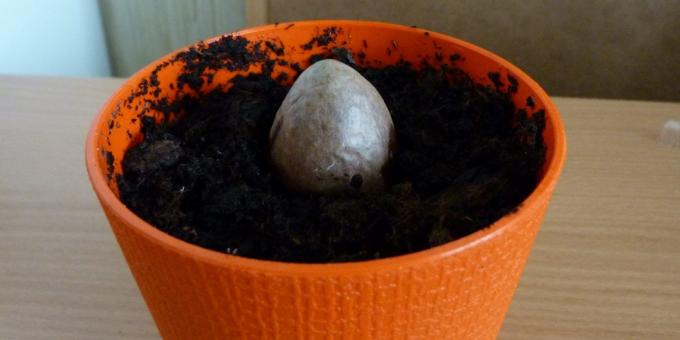 Hoe een avocado groeien van een steen: De steen in de pot