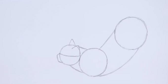 Glad lijnen verbinden cirkels, waarin de nek, de rug en de buik cat