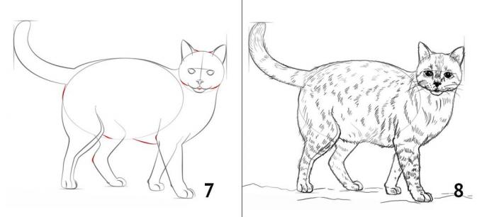 Hoe maak je een kat te tekenen