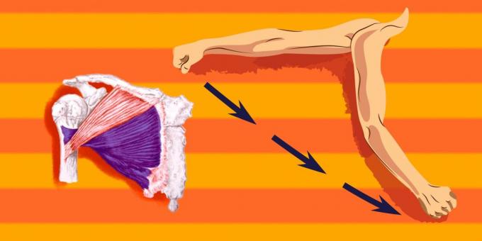 Oefeningen op de borstspieren: om meer te laden dan het onderste deel van de borstspier, heb je de toegewezen in de richting van de schouder naar voren en naar beneden te vertalen