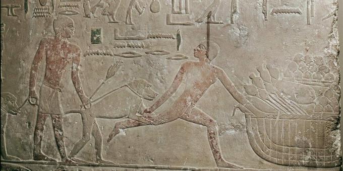 Feiten over het oude Egypte: Egyptenaren gebruikten bavianen in plaats van honden