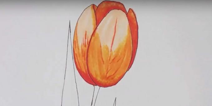 Hoe een tulp te tekenen: ga over de tekening met een kleurloze stift