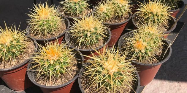 Vetplanten: Echinocactus