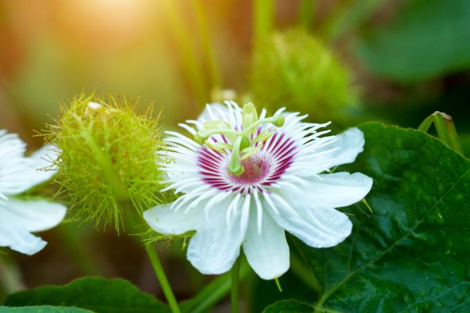 Nuttige eigenschappen van passievruchten voor de gezondheid