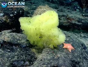 Diep onderwaterapparaat gespot "SpongeBob" en "Patrick" op de bodem van de oceaan