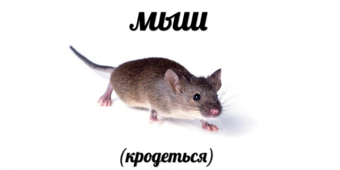 Top zoekopdrachten in 2018: Mouse (krodotsya)