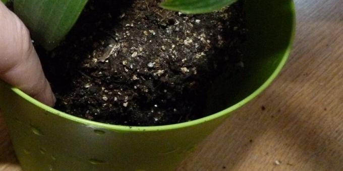 Hoe maak je kamerplanten verpotten: verplaats naar een nieuwe pot, waarvan de bodem geëxpandeerde klei en een beetje van de grond
