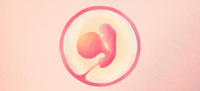 Hoe ziet een baby eruit als hij 5 weken zwanger is?