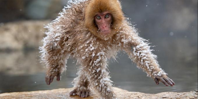 Grappigste dierenfoto's - bevroren aap