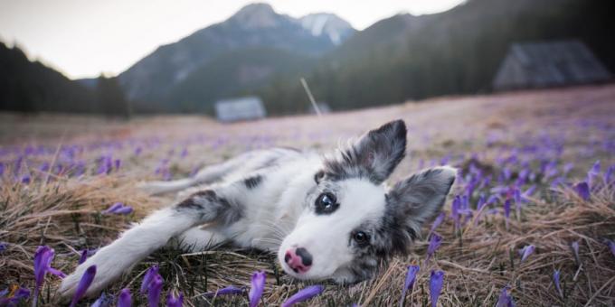 Hoe maak je prachtige foto's van honden te maken: de camera en lens zijn belangrijk