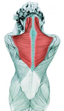 Anatomie rekken: strekken van de hals buigspieren