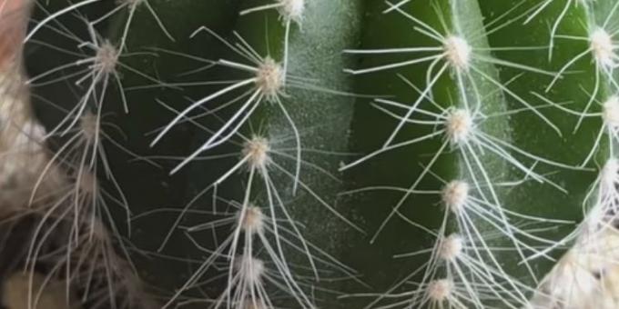 Hoe om te zorgen voor cactussen: Spint