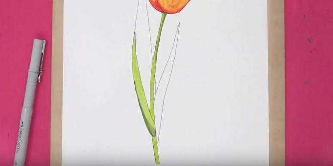 Hoe een tulp te tekenen: schilder de stengel en een deel van het blad