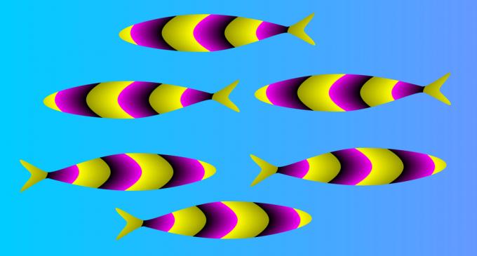 optische illusie: fish