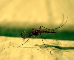 Bescherming tegen de "bloedzuigers": home remedies voor muggen en ander ongedierte