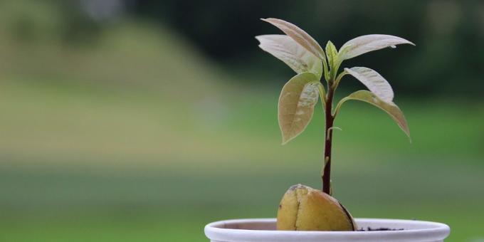 Hoe een avocado groeien van een steen: Shoots