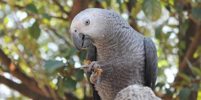 De slimste vogels ter wereld: Afrikaanse grijze papegaaien