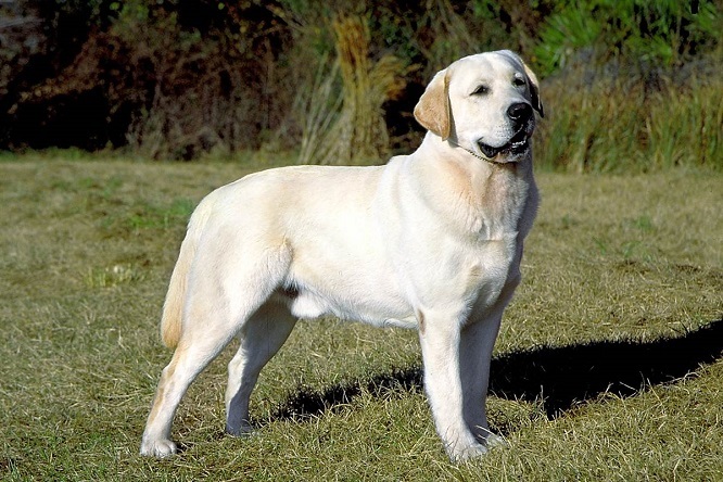 Top 10 meest intelligente hondenrassen: Labrador Retriever