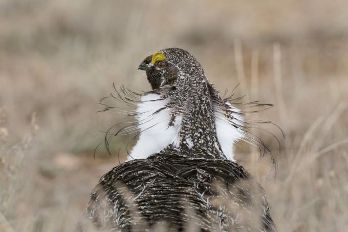 De beste vogelfoto's van de National Audubon Society-wedstrijd