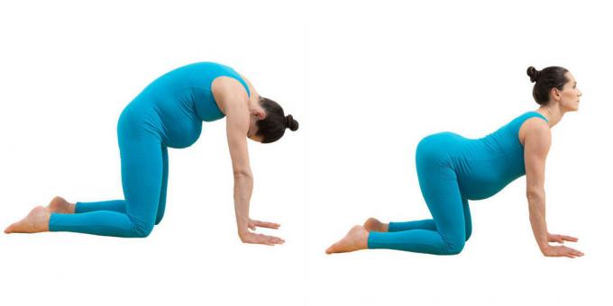 Yoga voor zwangere vrouwen: Pose "cat-os" (mardzhariasana-bitilasana)