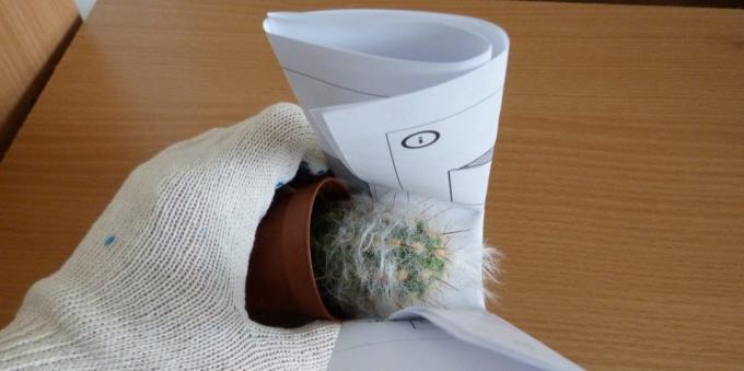 Hoe om te zorgen voor cactussen: Hoe kan ik een cactus transplanteren