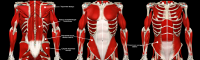 Leid de ontwikkeling van spier schors: anatomie, tests en trainingsprogramma