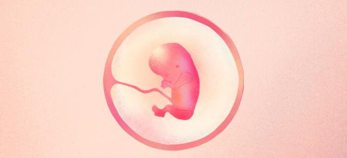 Hoe ziet een baby eruit als hij 13 weken zwanger is?