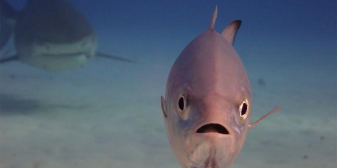 De meest belachelijke foto's van dieren - vissen