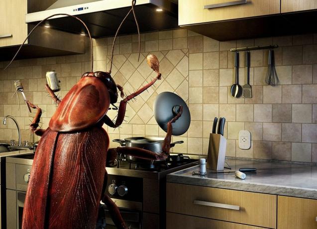 Hoe zich te ontdoen van kakkerlakken 