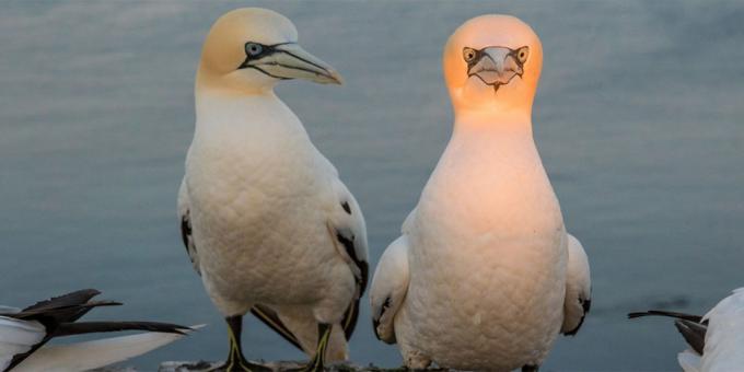 De meest belachelijke foto's van dieren - een vogel met een lichtgevende kop