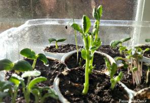 7 manieren om plastic flessen te gebruiken in de tuin