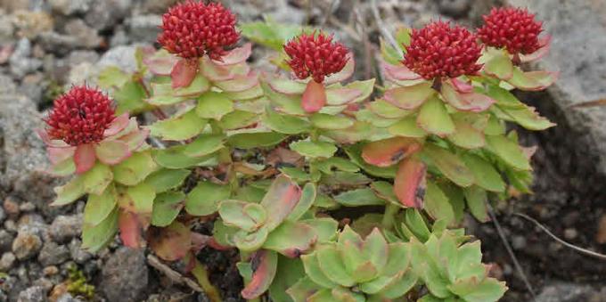 Populaire adaptogenen: Rhodiola rosea