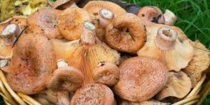 Hoe en hoeveel champignons koken
