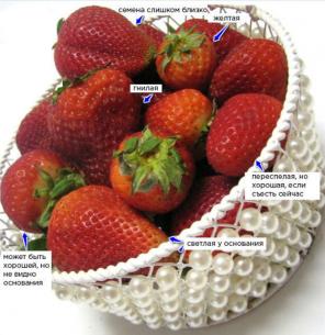 5 tips over hoe om alleen de meest sappig, zoet en geurig aardbeien kiezen voor deze zomer